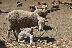 A baby lamb kneels down to feed from its mother