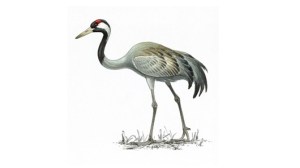 Crane is the ancient symbol for longevity because of its exceptionally long life span. In many legends, the spirits ride on cranes.