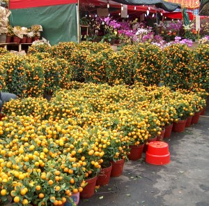 Chinese New Year flower market (年宵花市塲)