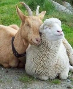 A goat and a sheep