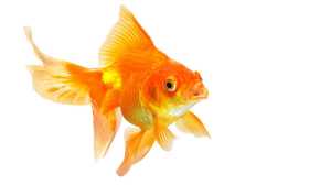 Goldfish (金魚) symbolizes the abundance of gold. It brings both wealth and harmony.