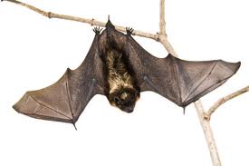 Hanging bat (蝙蝠 (bian fu) which is homophonic with 變福 which means “becoming prosperous” or “turning into blessings”.