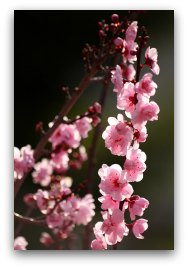 peach blossom (桃花) brings prosperity and romance