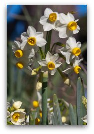 narcissus (水仙花) brings joy. It is a symbol for our hidden talents to bloom.