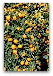Kumquat (金橘) brings properity and good luck