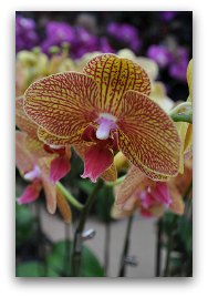 Orchids (蘭花) represents love, luxury, beauty and strength