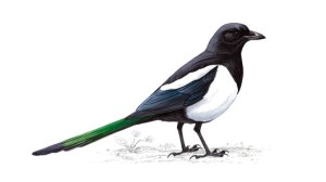 Magpipe (喜雀) symbol translates into the bird of joy. It is believed that when the Magpie nests in your house, it brings much cause for celebration and many happy occasions.