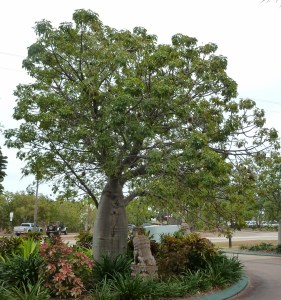 P1360430 (1198x1280)