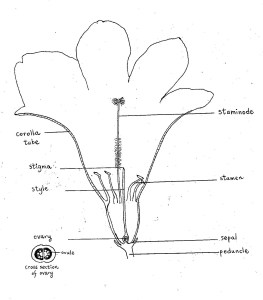 half flower diagram