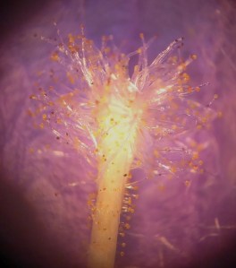 P1010418 (1127x1280)