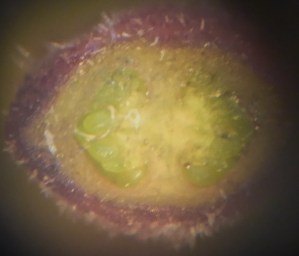 P1010446 (1240x1060)