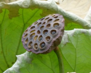 P1080182 (1280x1037)