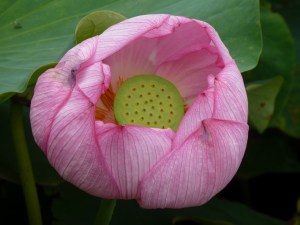Flower starts to open