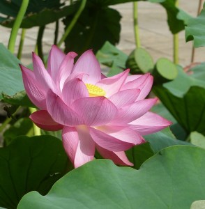 P1080516 (1253x1280)