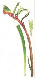 Anigozanthos manglesii, i. inflorescence and lower part of leaf, k, opened flower,