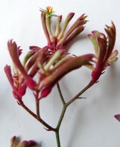 P1000803 (1044x1280)