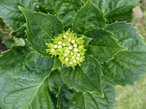 Young inflorescence of Hydrangea