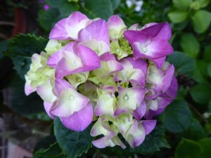 Inflorescence of Hydrangea with lilac 'flowers'