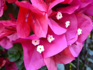 A few groups of flowers each surrounded by 3 purple red bracts.