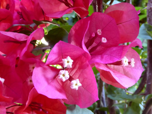 Two groups of flowers each surrounded by 3 purple red bracts. A third group at the top of the photo shows 3 flower buds.