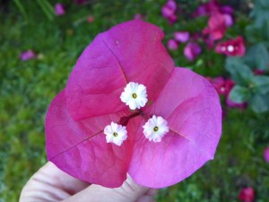 Three white flowers surrounded by tree purple red bracts