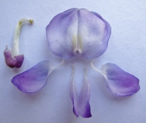 The 5 petals are detached from the flower, 2 of them fused together at the top. On the top right corner are 10 stamens (male parts).