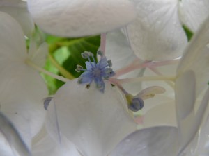 The purple flower has 5 purple petals, 5 sepals, 10 stamens and 3 stigmas.