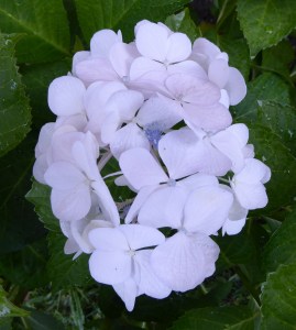 The middle small purple structure is the real flower of the inflorescence. There are a few real flowers in each inflorescence.