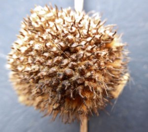 The female flowers become achenes that form an aggregate ball. The ball is 2.5–4 cm in diameter.