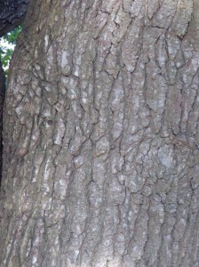 The bark of the tree trunk of Liquidambar containing many cracks