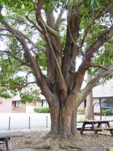 A brush box grows naturally and healthy. It has a peeling bark in the upper branches.