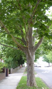 A plane tree planted in a Sydney street