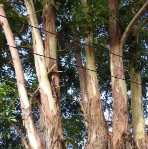 The bark peels off from the branches