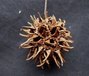 A dried fruit formed from a flower head of the previous year 
