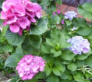 A purple flower plant is planted together with a pink flower plant under soil of the same pH, their different phenotypes can still be expressed differently.