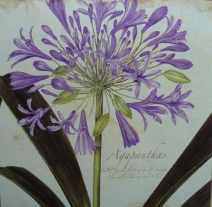A botanical drawing of Agapanthus - on a table mat.