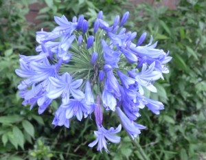 The inflorescence in full bloom