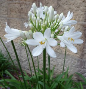 Agapanthus with white flowers with yellow anthers
