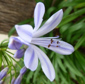The flower has 6 petals fused to form a corolla tube, 6 stamens and a pistil.