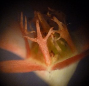 P1410368 (1280x1240) (1280x1240)