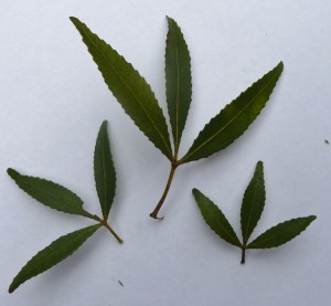 P1410379 (1280x1186)