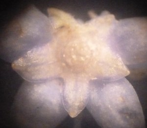 The flower as seen from the bottom: 5 sepals alternate with 5 purple coloured petals, the ovary has been cut opened to shows 3 carpels with ovules inside.