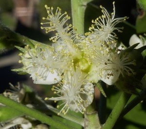 Creamy-white flower with 5 petals and 5 feathery stamens.