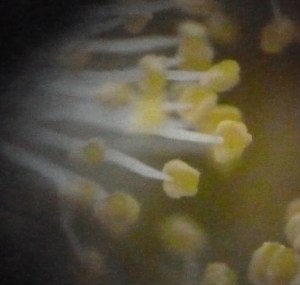 Stamens as seen under the microscope
