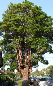 A brush box has been pruned and grew out long branches without leaves to accommodate power-lines.