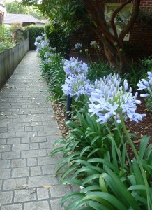 Agapanthus plants lining a pathway