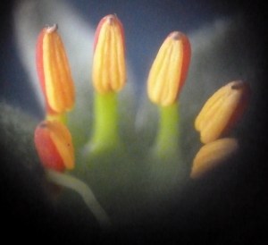 P1420336 (1280x1170)