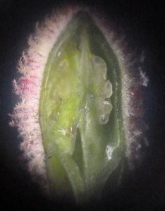 P1420339 (1004x1280)