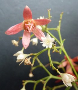 A mature orange red flower and young creamy white flowers