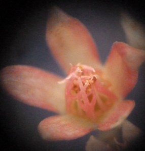 A young flower in the transient stage of changing from creamy white to reddish orange